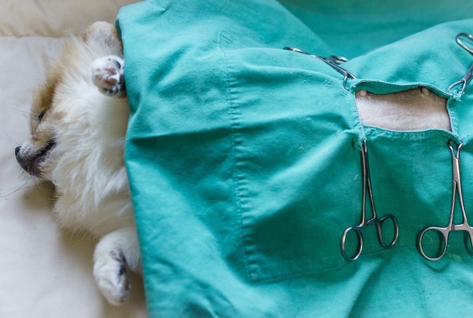 Sterilizzazione-di-cani-e-gatti-tutto-quello-che-ce-da-sapere-1-980×660 Immagine di Sterilizzazione-di-cani-e-gatti-tutto-quello-che-ce-da-sapere-1-980×660